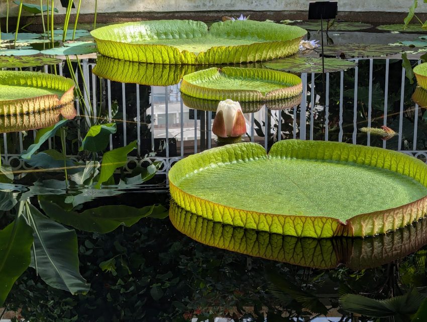 Waterlily blooming in the Lily Pond at BBG photo credit Alberto Trinco photo owned by BBG