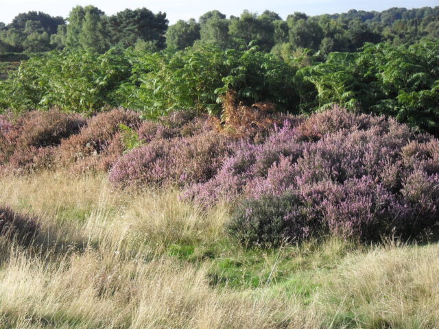 Biodiversity2 AC Eng